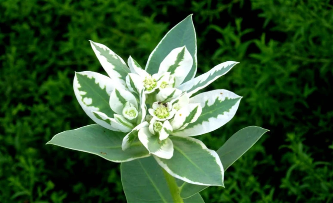 高山积雪又称"叶上白",花不开在枝头,而是开在叶面上