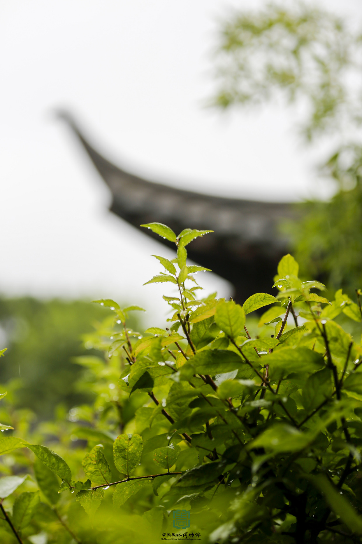 赏景|仲春时节 南北园林的春色对决