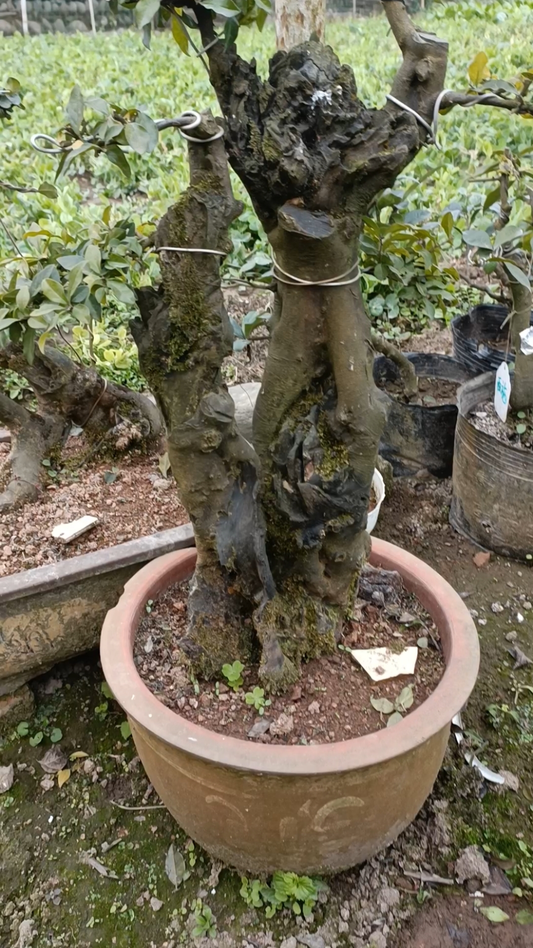 金弹子老桩,母桩