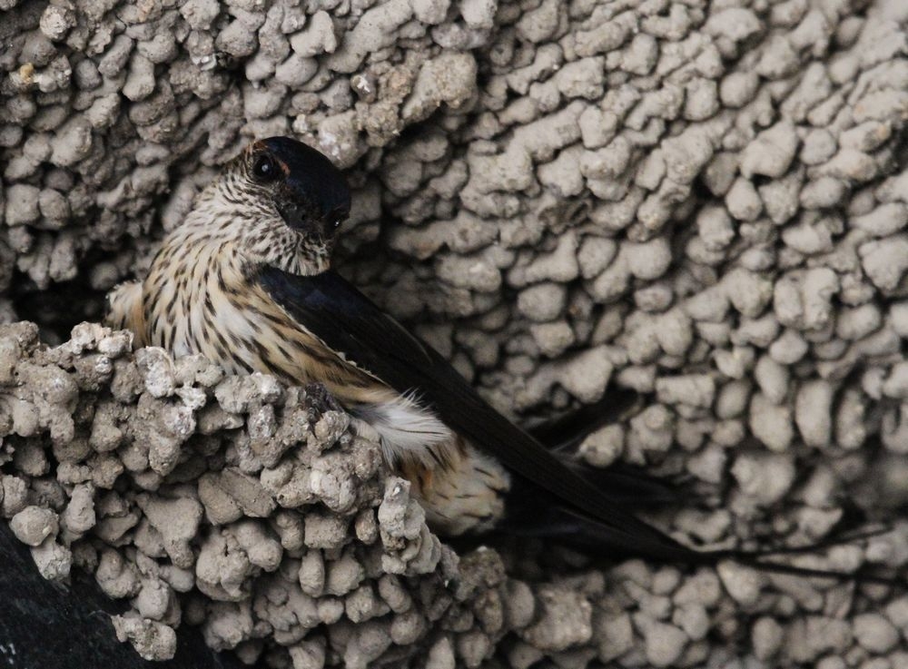 燕子争锋(散文,发表于2015年12月23日《亳州晚报》)