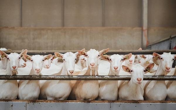 育肥羊的黄金生长阶段,育肥羊的生长特点,你知道吗?