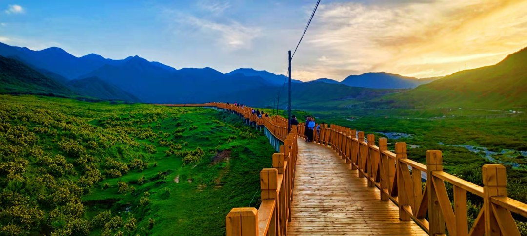 黄草坪,那片魂牵梦绕的格桑花海!