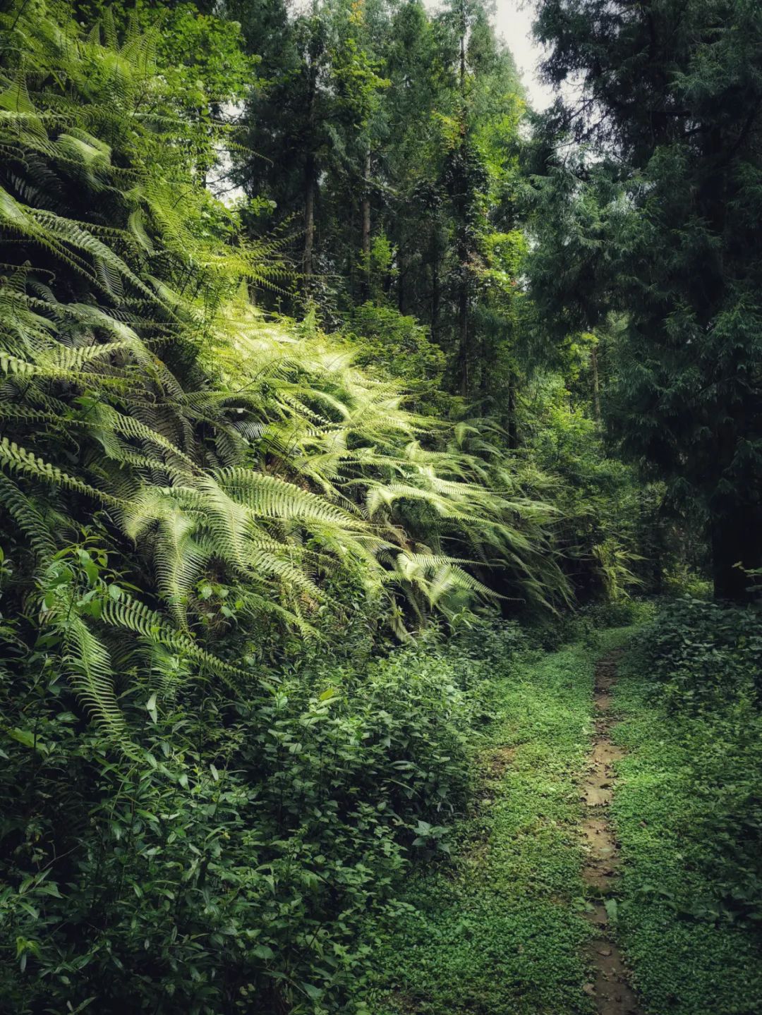 一起探寻绝美的森林秘境高黎贡山相遇无释