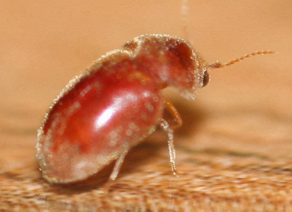 新建房屋中罕见的小型仓贮害虫 它们只有芝麻粒大小