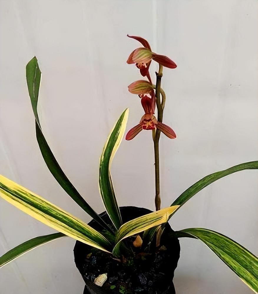 墨兰红神荷,一款品相独特的兰花,盆栽花大色艳,拍照十分美