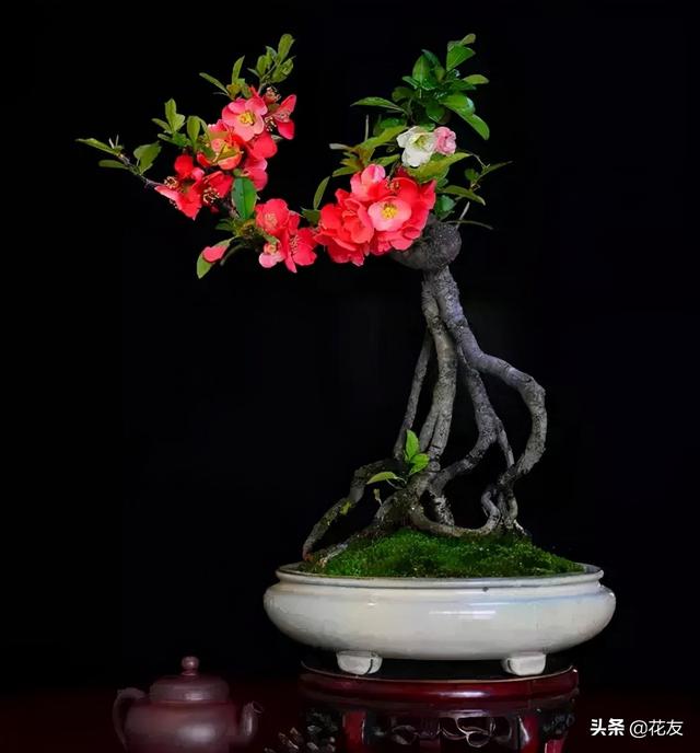 垂丝海棠盆景取材,上盆和造型,花艳叶绿俏盆景