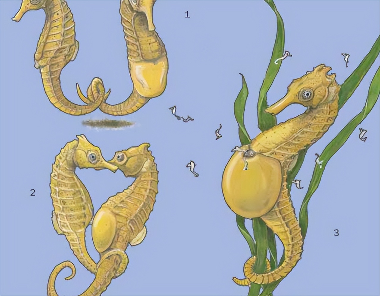 美国男子成功孕育婴儿,科技能违背自然规律,让男性生下孩子吗?