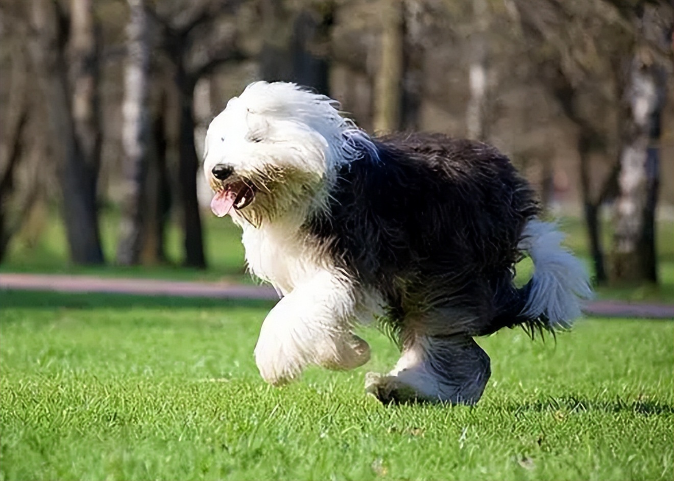 英国古代牧羊犬壁纸图片