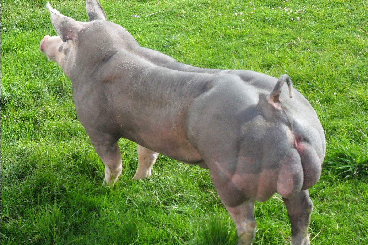 科学培育〔肌肉猪〕,这种转基因猪全身长满肌肉,谁敢吃吗?