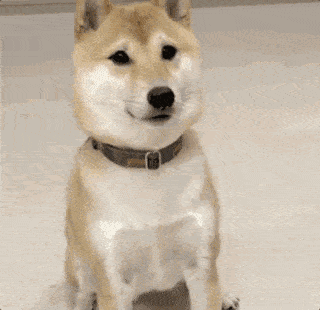 而家有爱宠的主人们看着毛孩子们留在家里满脸期待的小眼神.