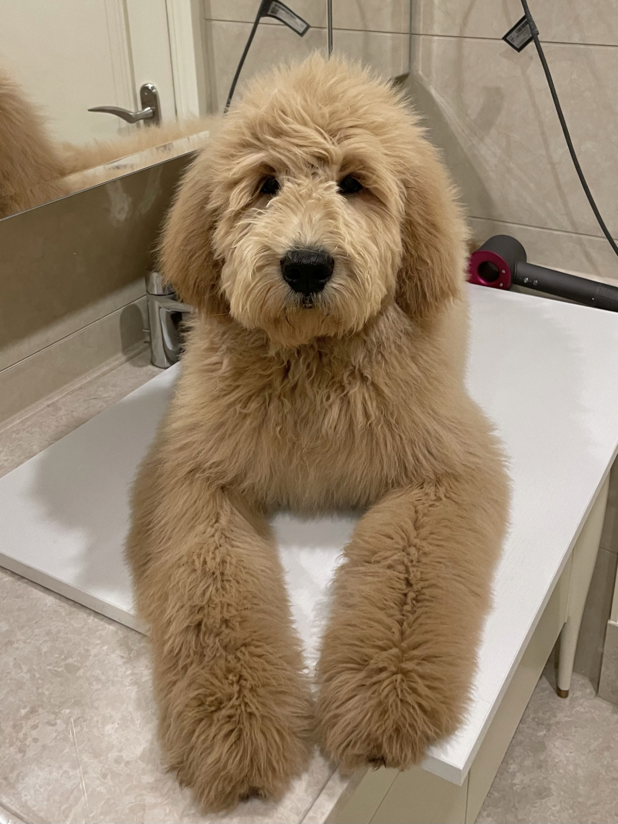 什么是金贵犬——听名字就很贵不是人人养得起