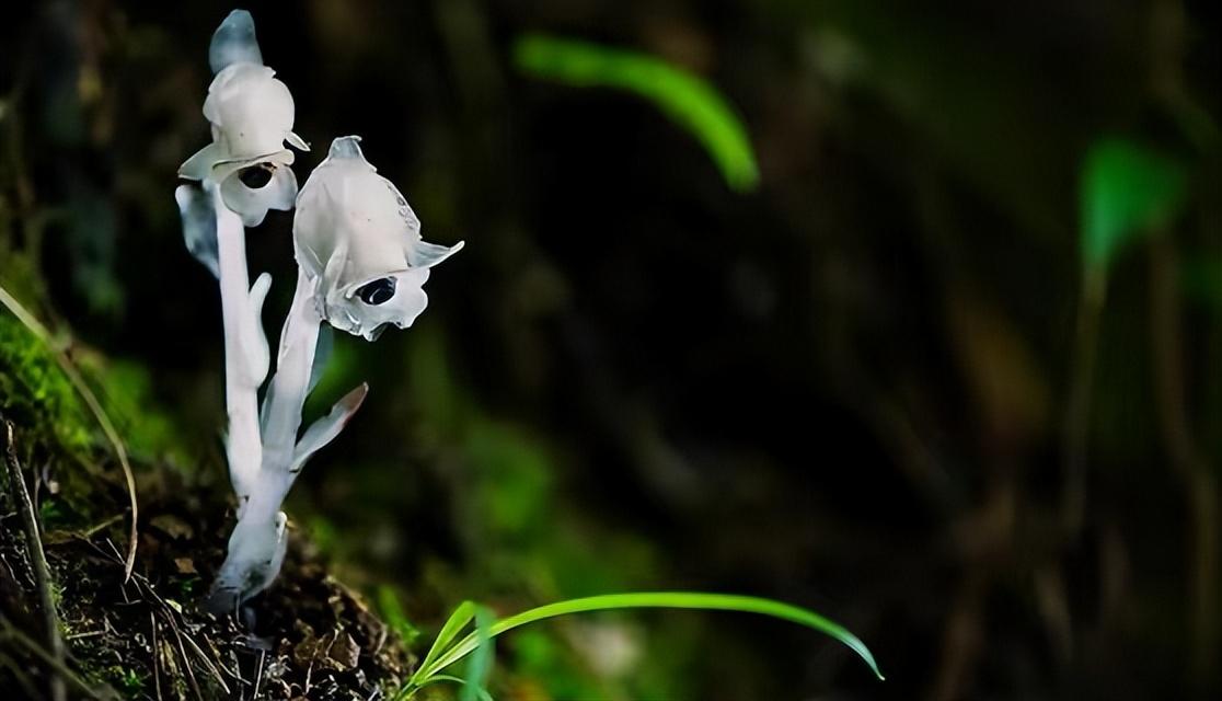 有人認為水晶蘭是冥界之花,是死亡的象徵,有人認為水晶蘭是幽靈之花