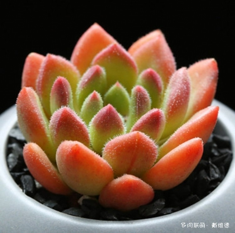 多肉植物的花语心意一