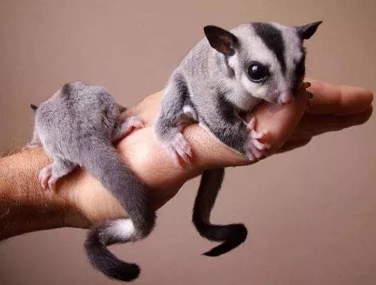 人类"新宠"会飞的蜜袋鼯,如何面对澳洲森林大火