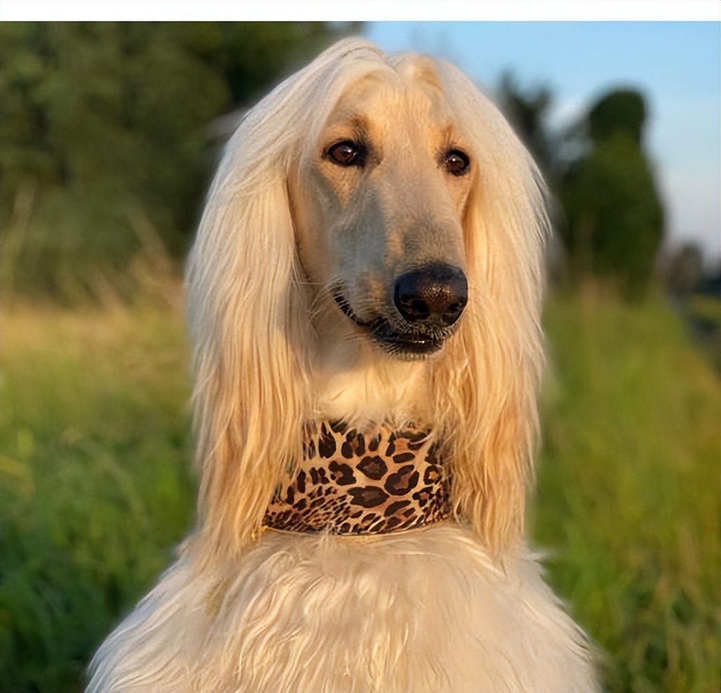 "富贵狗"排行榜,养得起这几种狗的,才是真的豪!