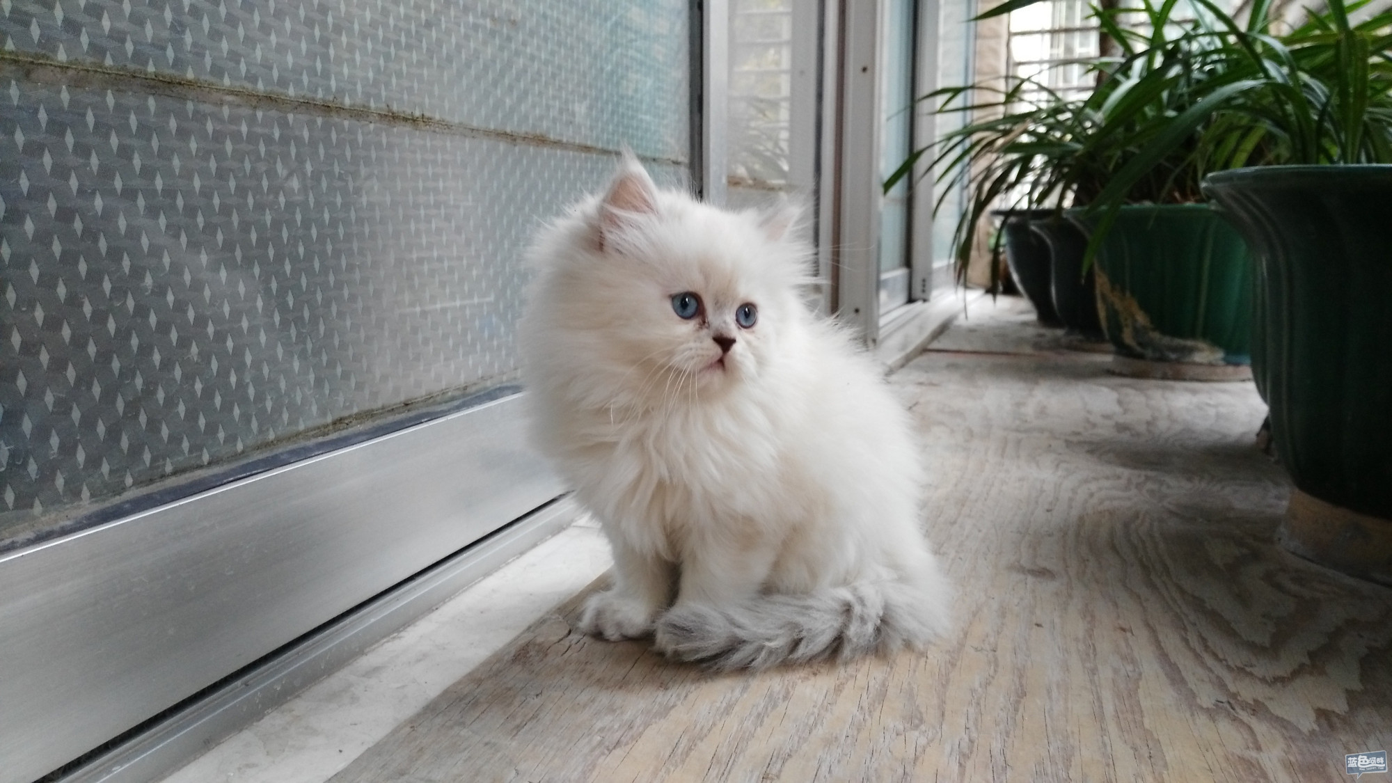 如果可以,金吉拉猫最想跟你说的11件事,太感人了