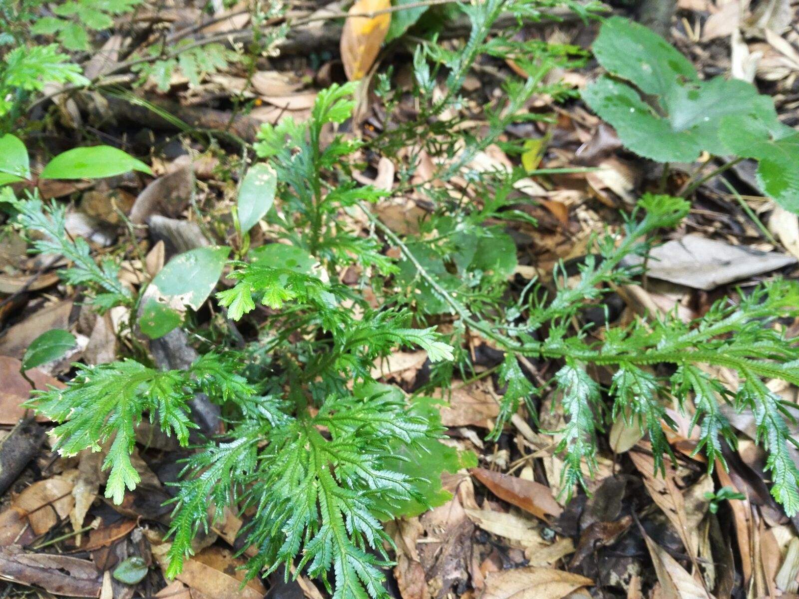 长得和九死还魂草相似的植物,人称龙鳞草,能消炎解毒,止血生肌