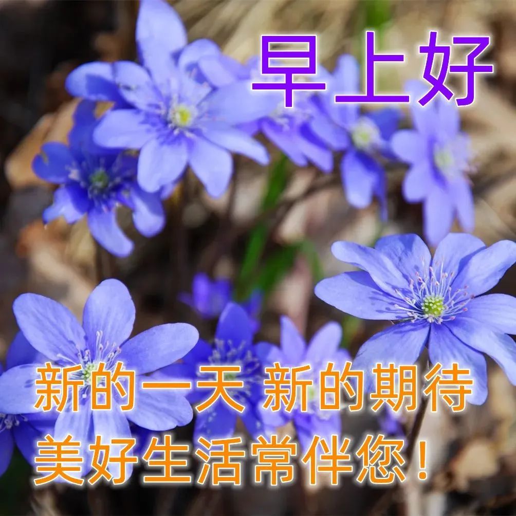 最新早安吉祥祝福語每日一句早安問候語早安祝福圖片早安問候圖片