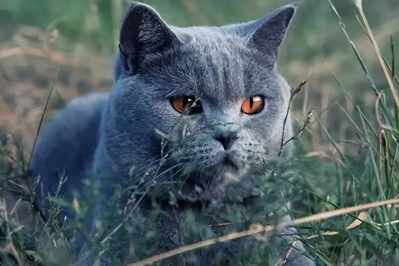 法国夏特尔猫图片