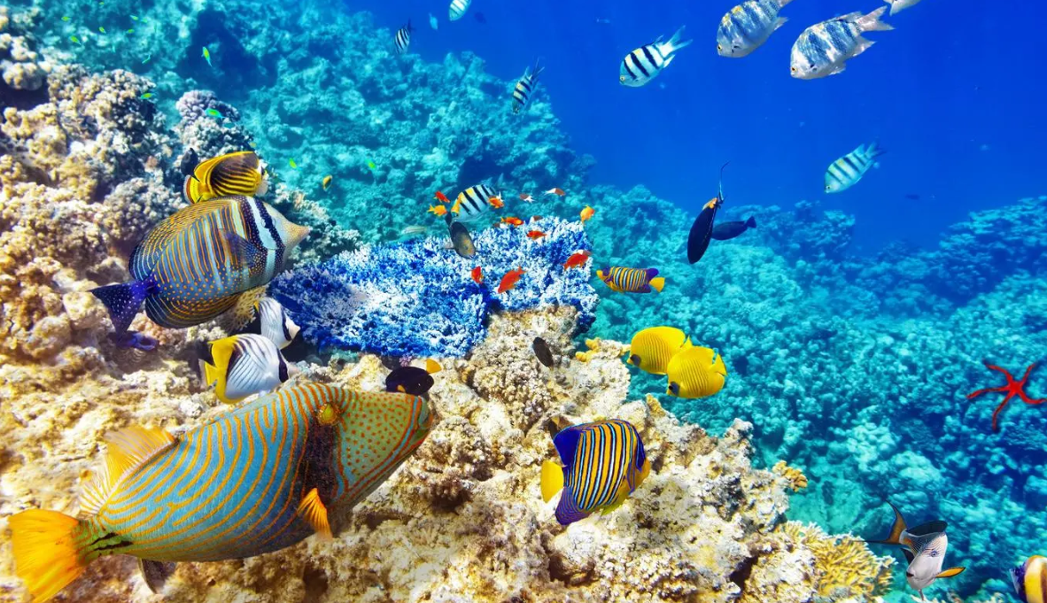 海洋生态系统正面临危机,该如何保护和利用好这个宝贵的资源?