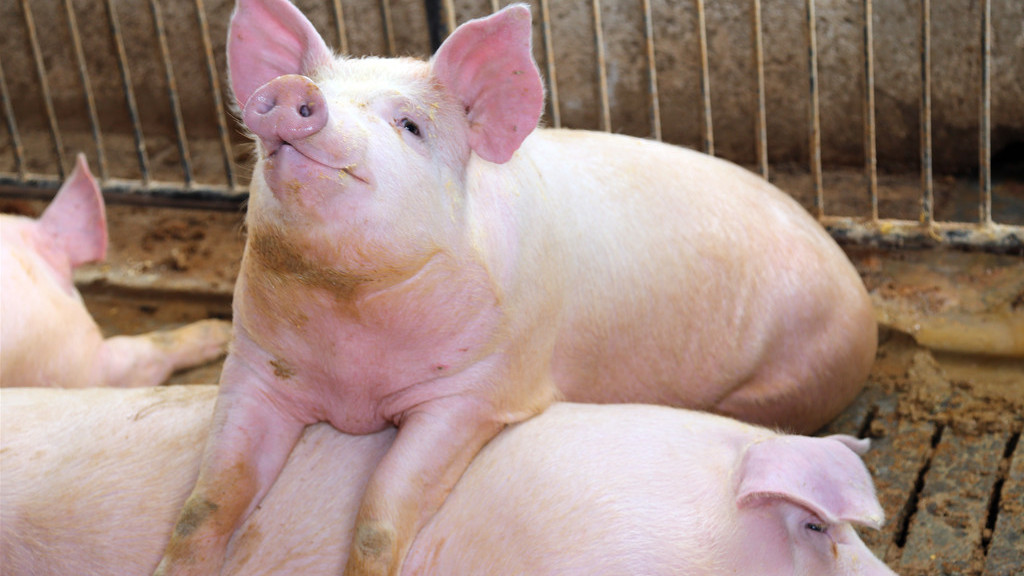 5月猪价暴跌,6月猪价震荡,那7-8月份猪价走势如何?答案来了