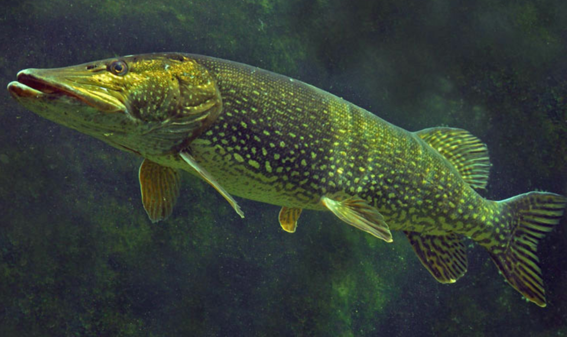 被叫水下疯狗2021年黄河被狗鱼入侵据说寿命可达70岁