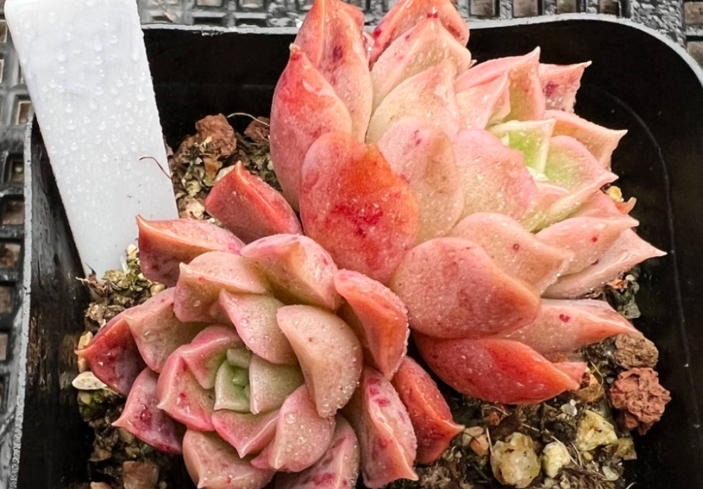 名为"天空之城"的多肉居然有4款,而它们跟天使之城又完全不同