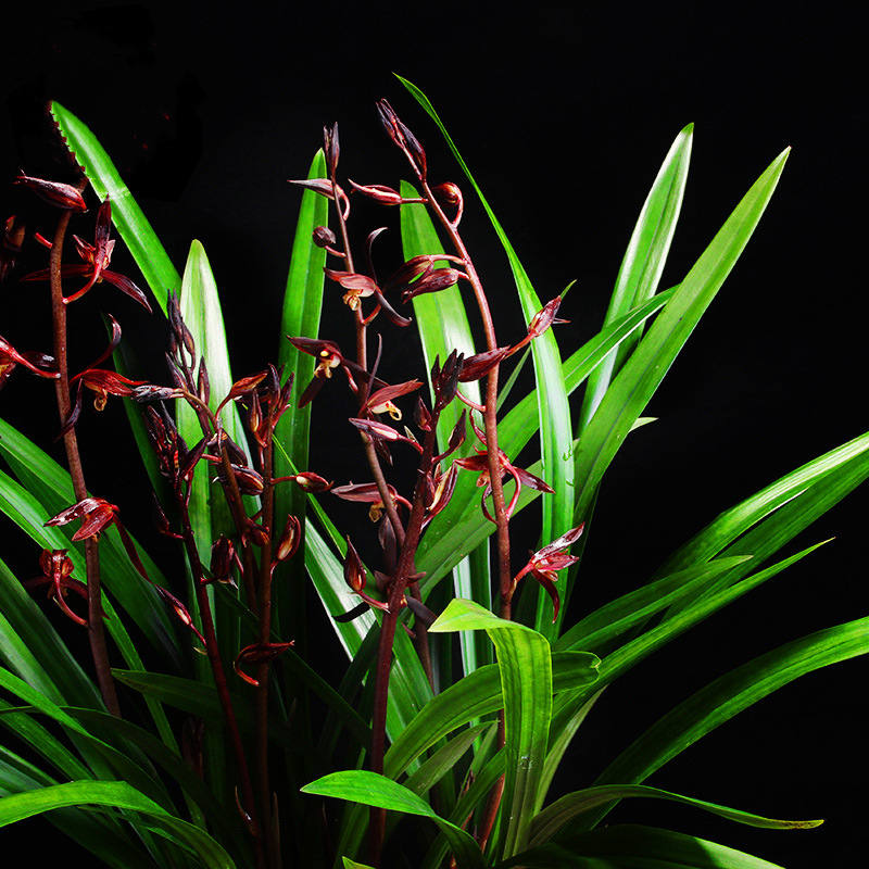 墨兰四大家兰之企黑,花姿清丽脱俗,别具神韵,兰香沁人心脾