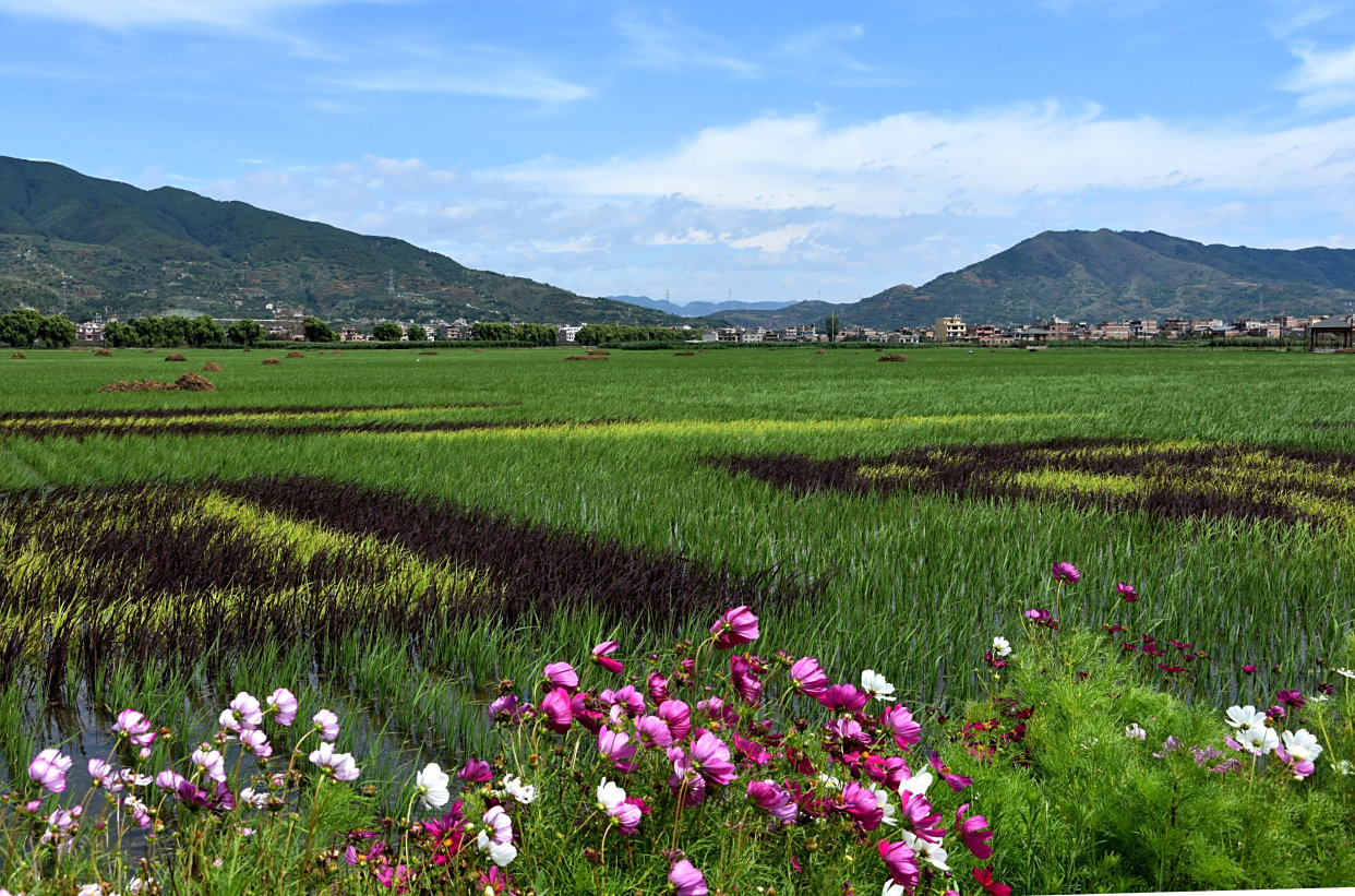 昭通昭阳区:乡村振兴绘新景 村美民富幸福来