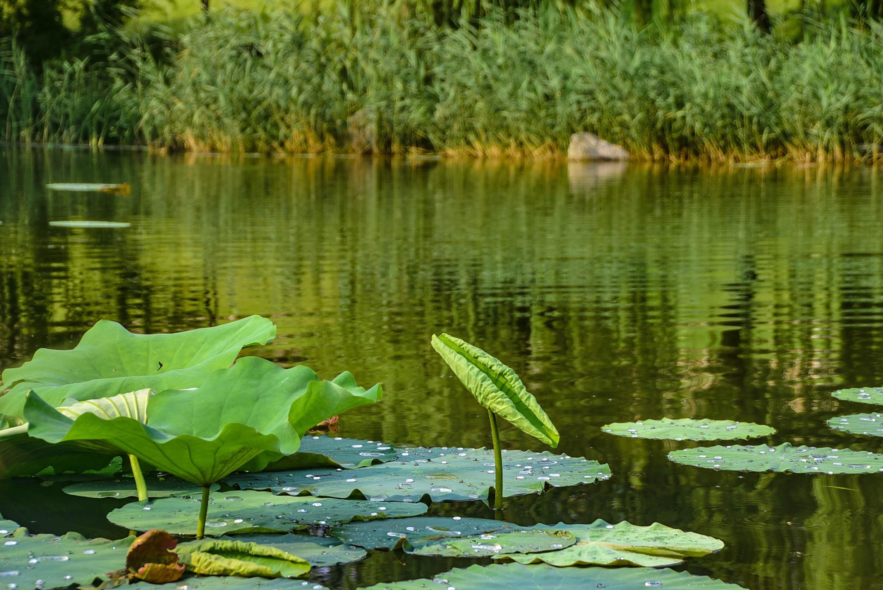 随笔:夏日的池塘,繁茂且充满欢乐