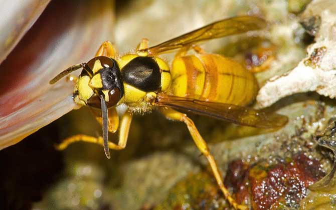 盘点世界上最危险毒性最大的10种蜂类!