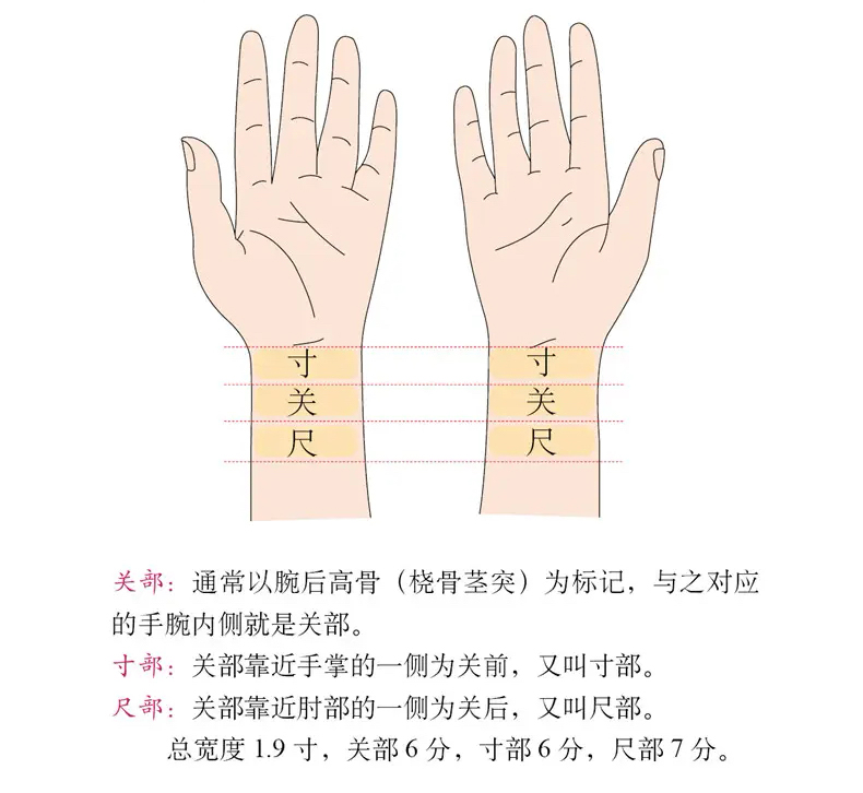 《说文解字》第579课:长度单位寸,尺,丈,寻,仞都是怎么来的