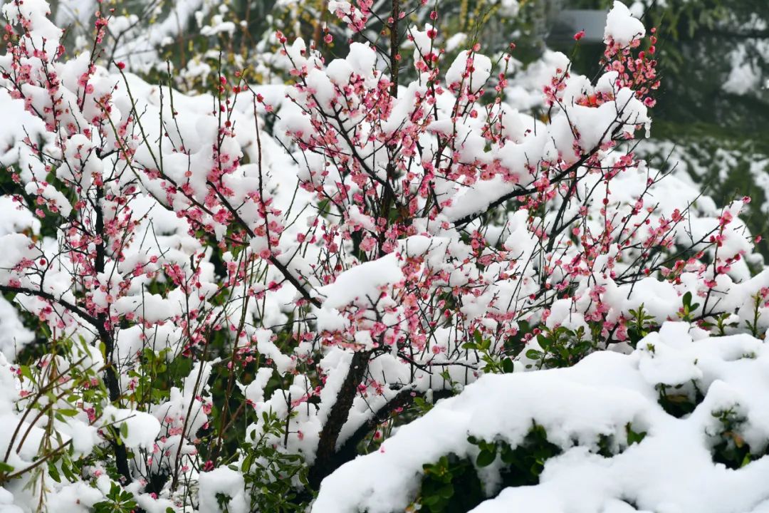 春雪,落在郑大!