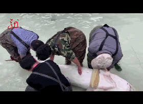 推荐黑龙江渔民捕到巨型鱼！体长2米9！专家：至少60岁，价值七万