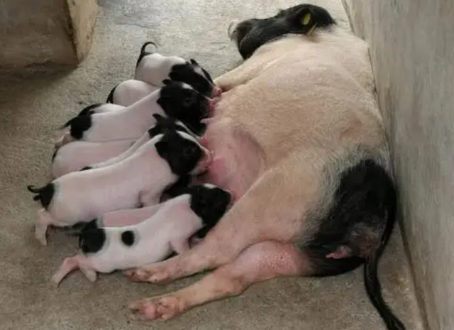 母猪下完猪不给小猪奶吃?试试这样做