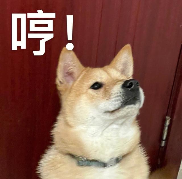 注意!你这些行为会让狗狗"很讨厌",小心被狗追!