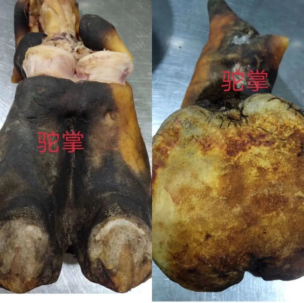一起去内蒙古额济纳旗,看最美的胡杨林,喝最正宗的奶酒