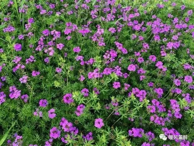 恋人手中樱花草,过往时光回到了年少