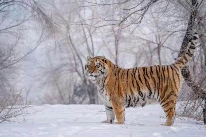 东北虎的图片大全大图图片