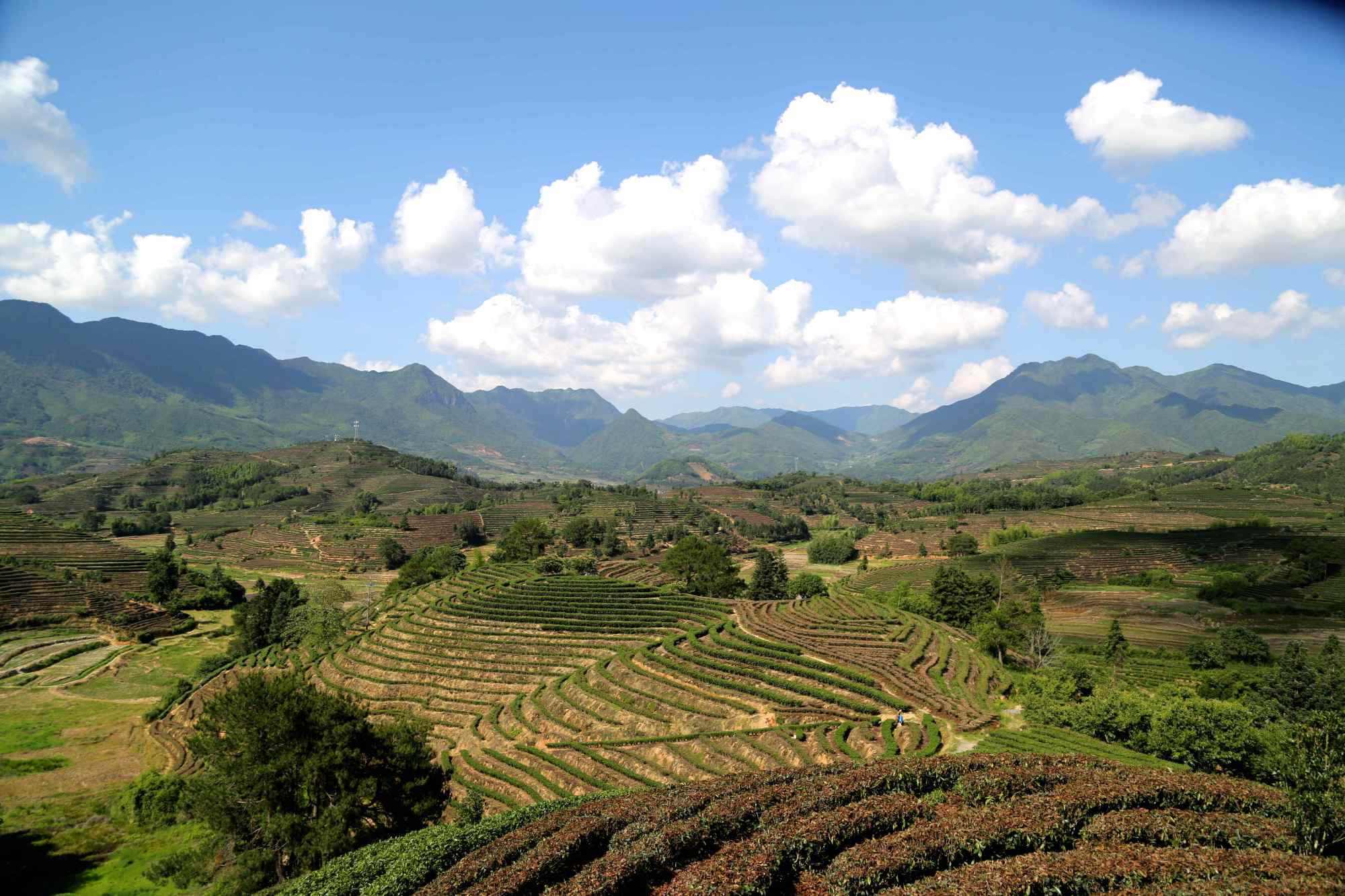 福建松溪县:生态茶乡 大美茶山