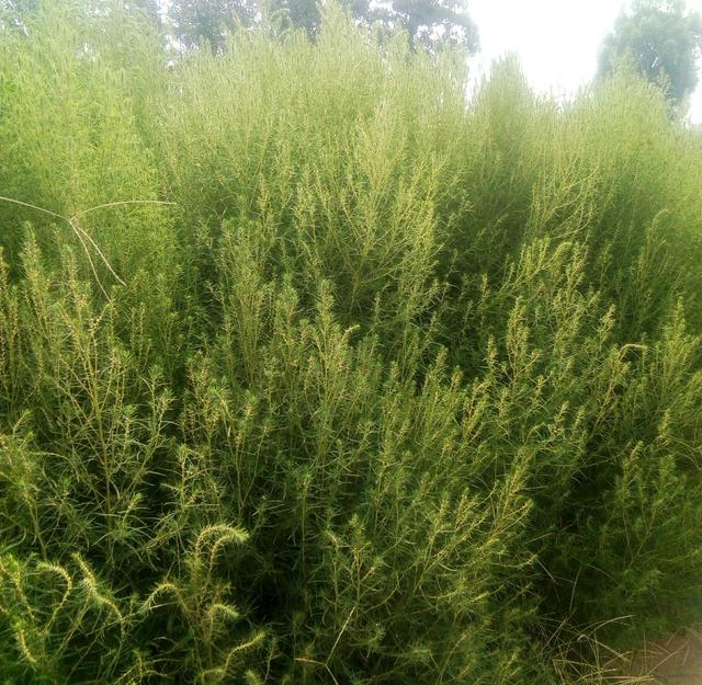 探讨人们药食可用的野生植物~铁蒿!