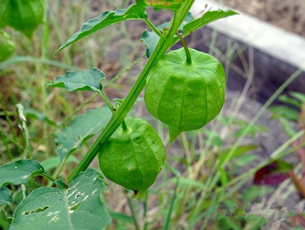 小时候经常捡拾的香泡泡,竟然用途这么广,可惜许多人不知道
