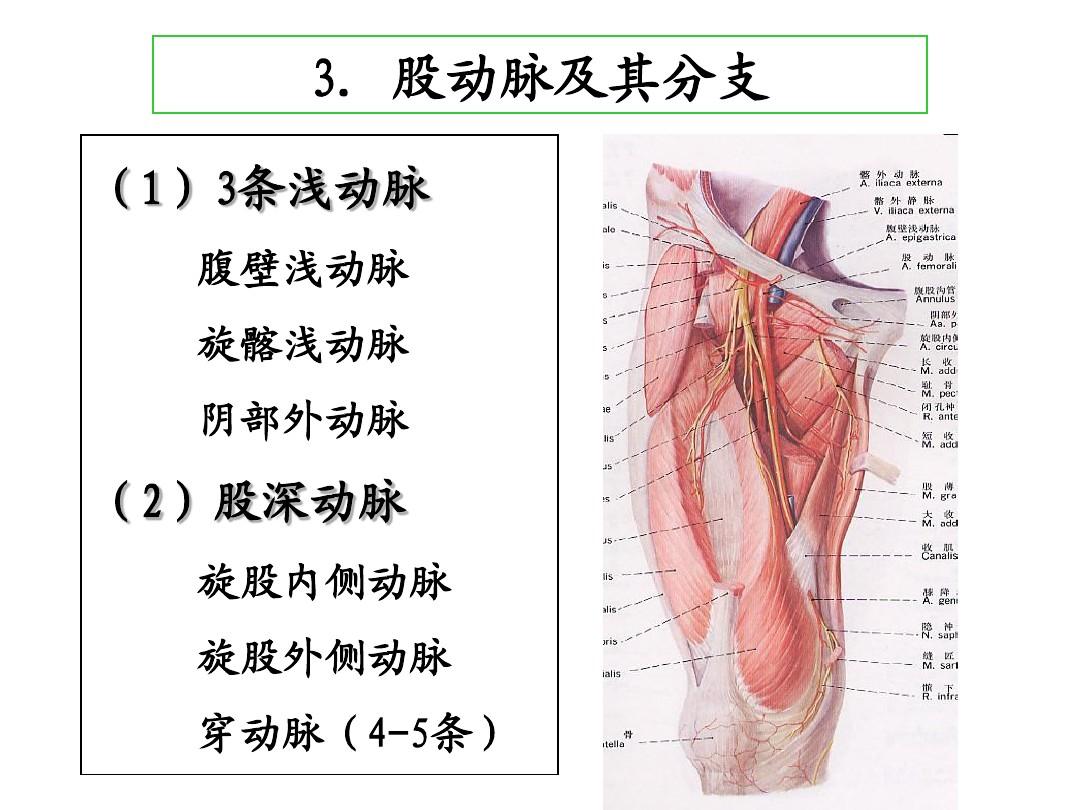 股疝多发生在中年女性身上,随着年龄的增加,发病的概率逐渐增加