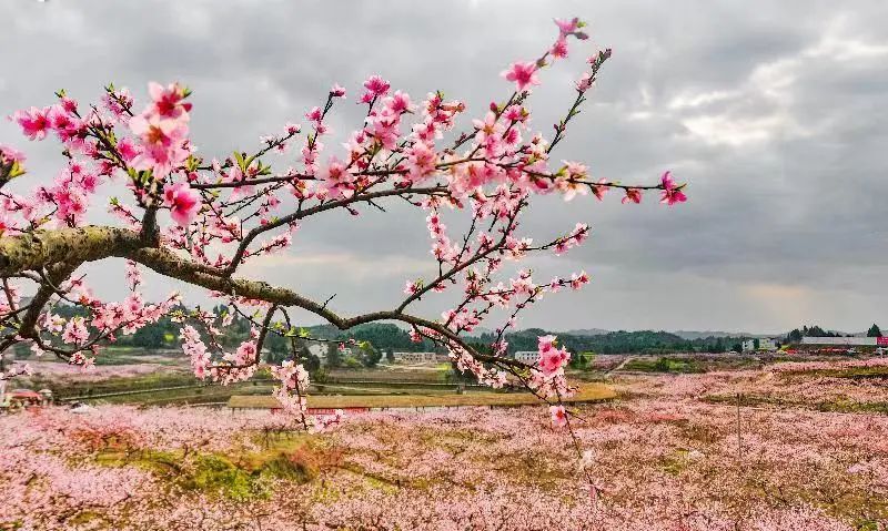 万亩桃林,尽展醉颜春色