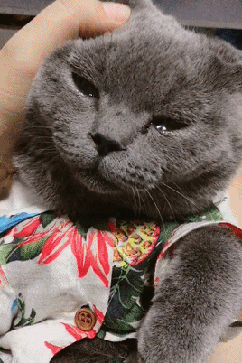 你家蓝猫也有"泪痕"?不用担心,妙招都在这里了