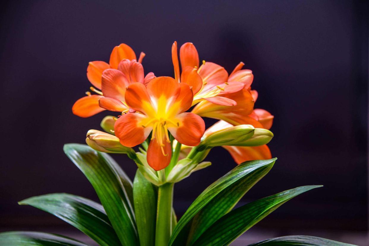 君子兰"砍一刀",憋出十个芽,乱花渐欲迷人眼,长成大群兰