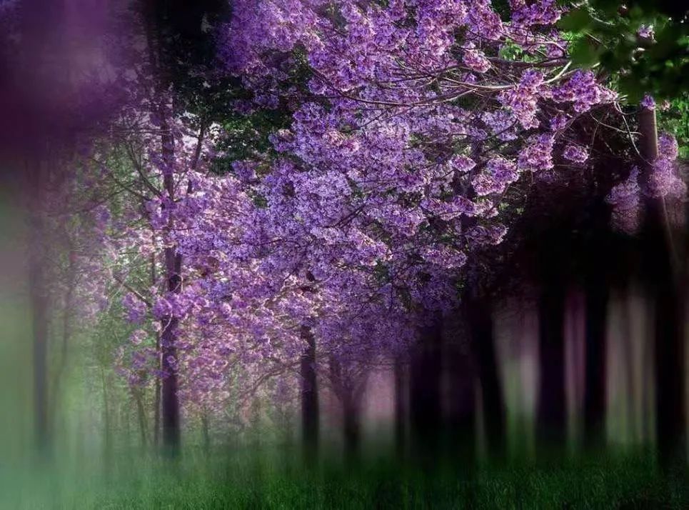 桐花,乍疏雨,洗清明