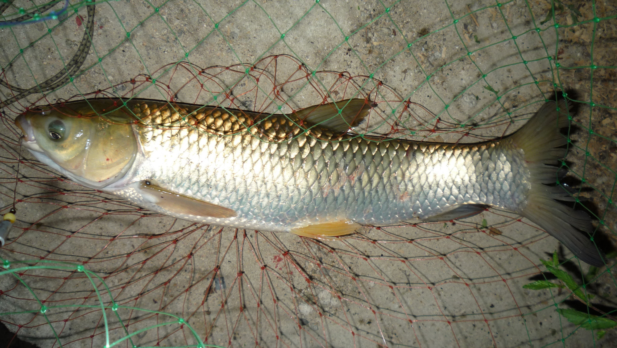 夜釣想要上大魚,記得把握好這兩種窩餌分家的作釣思路