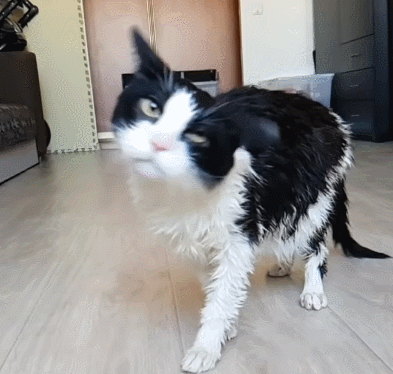 为什么猫咪疯狂甩头又不头晕?