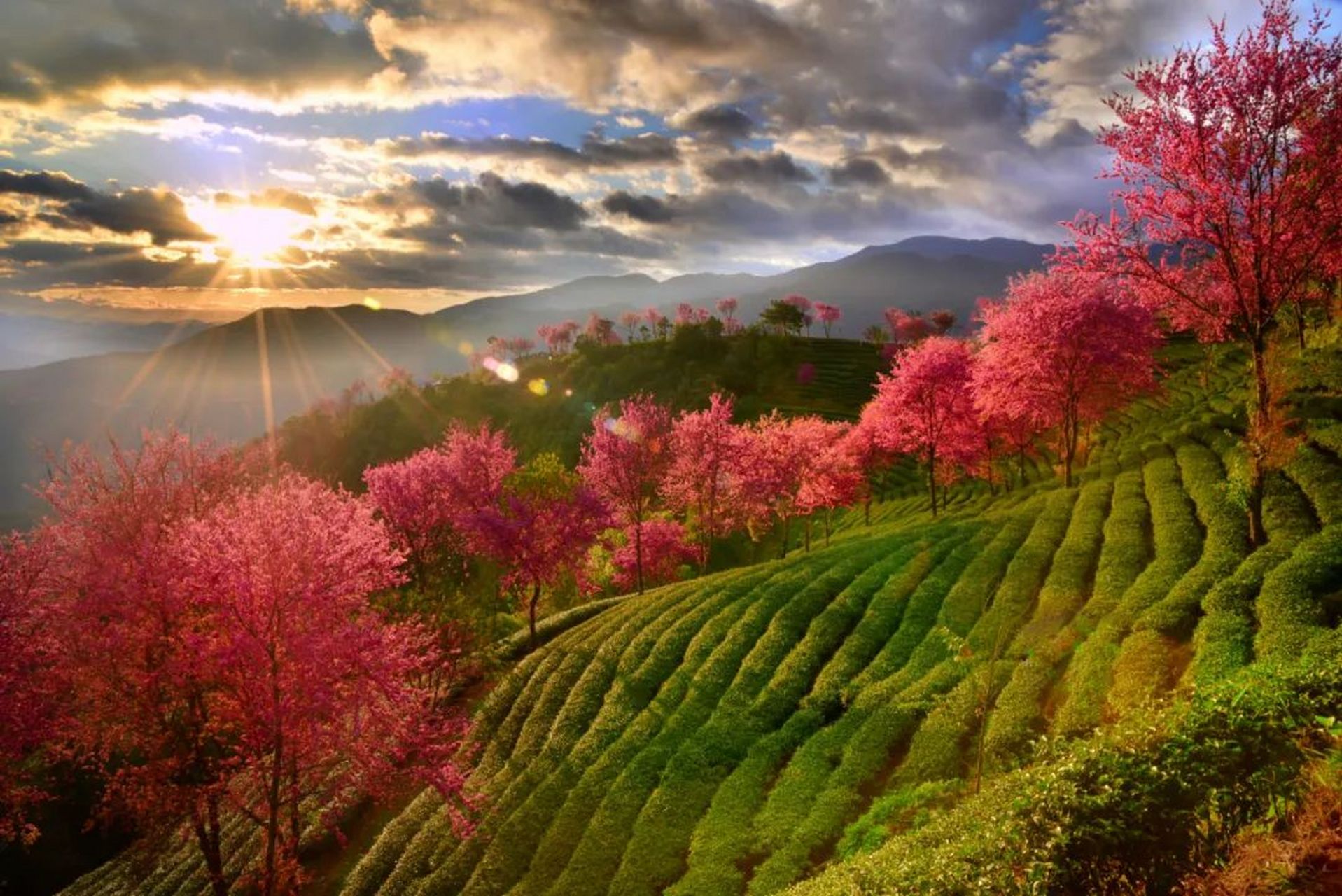 云南大理无量山樱花谷:位于云南大理的一个小山村,那里的春天如诗如画